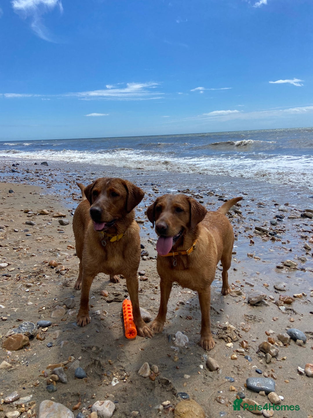 Labrador Retriever dogs for sale: DUE MID-JANUARY. Fox Red Labrador puppies.  - Advert 14