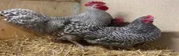 Chickens poultry for sale: North Holland Blue  - Advert 6