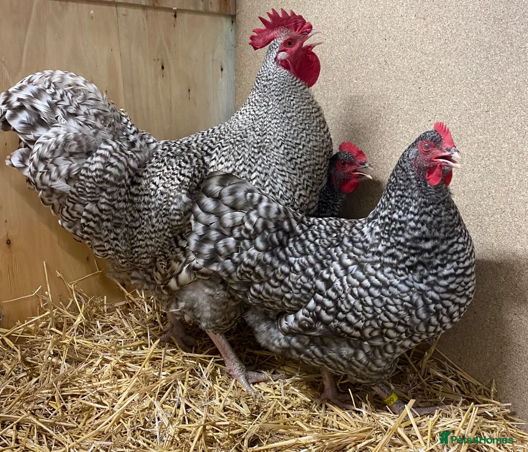 Chickens poultry for sale: North Holland Blue  - Advert 6