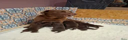 Labrador Retriever dogs for sale: Chocolate labrador retrievers  - Advert 7