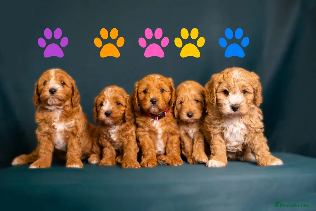 Miniature Poodle dogs for stud: PROVEN Miniature Poodle Stud - Champion Lines KC in Orpington - Advert 15