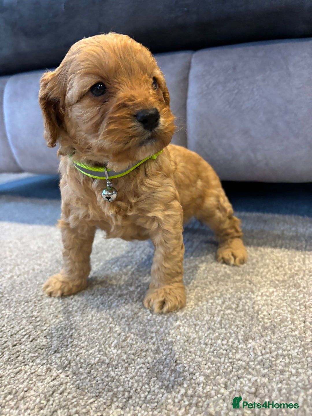 Cockapoo dogs for sale: Six stunning cockapoo puppies - Advert 6
