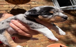Jack Russell dogs for sale: 💙 miniture JR PUPS 💙 - Image 4