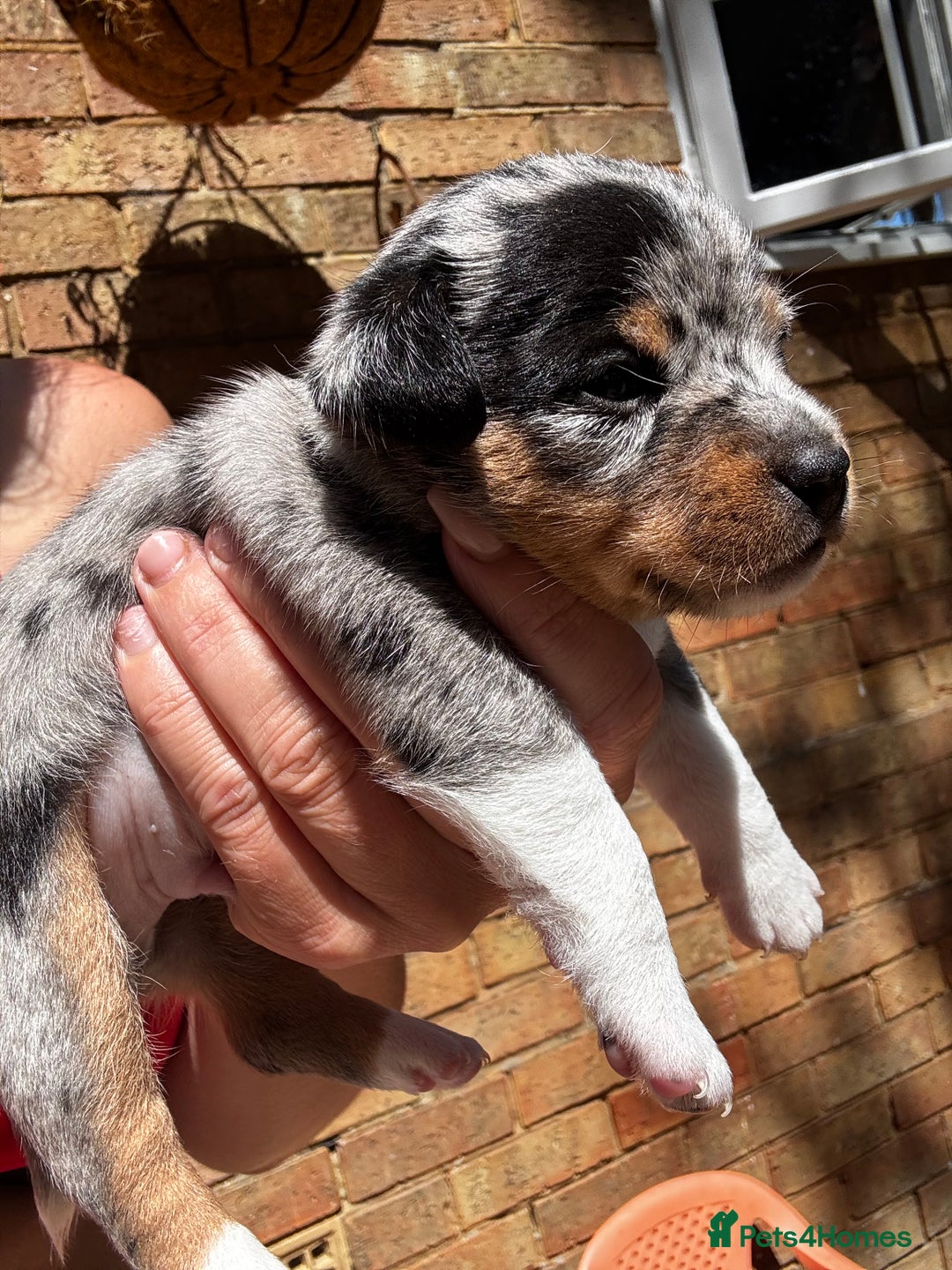 Jack Russell dogs for sale: 💙 miniture JR PUPS 💙 - Image 4