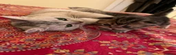 British Shorthair cats for sale: British short hair kittens  - Advert 10