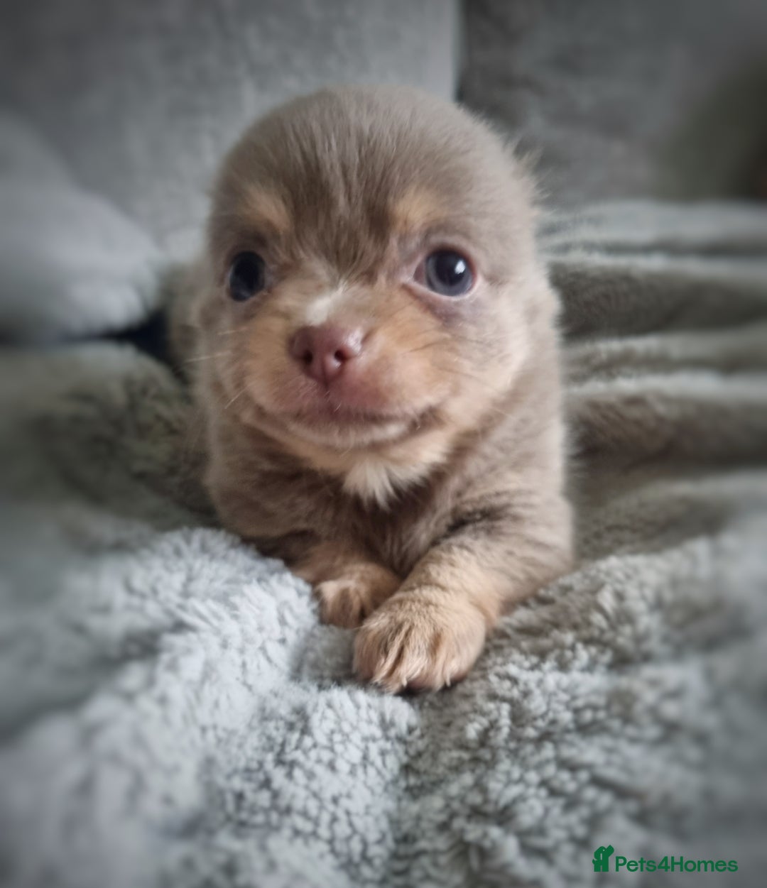 Chihuahua dogs for sale: 🐾 Exceptional lilac Chihuahua Puppies for Sale 🐾 - Image 9