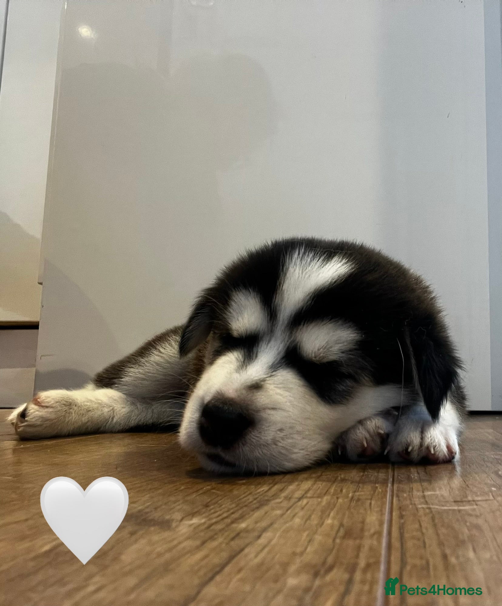 Mixed Breed dogs 3/4 husky puppies  - Advert 13