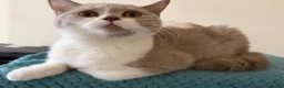 British Shorthair cats for sale: Gorgeous GCCF British Shorthair Kittens ❤️ Ready  - Advert 10