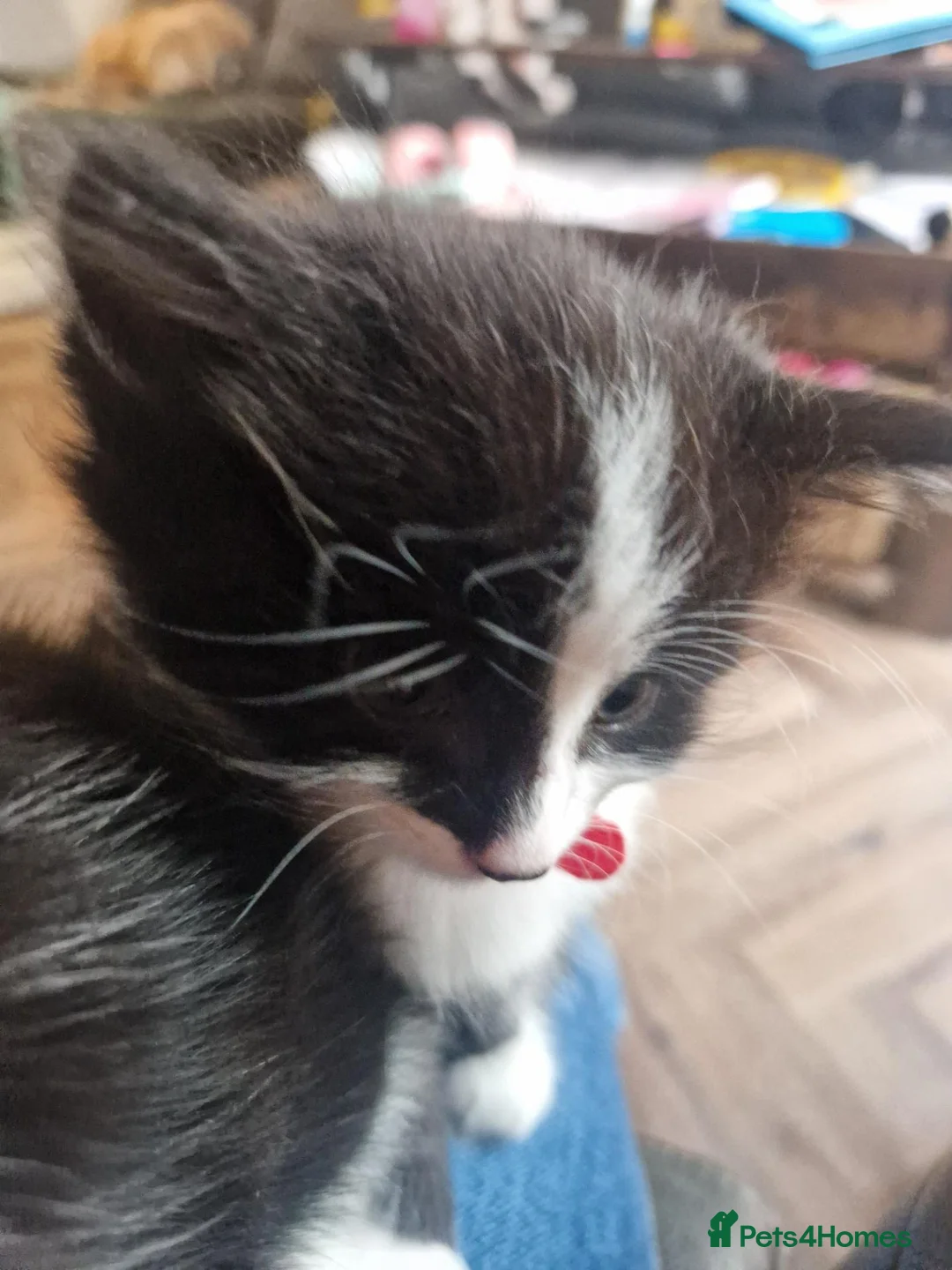 Mixed Breed cats for sale: 5 beautiful kittens - Advert 21