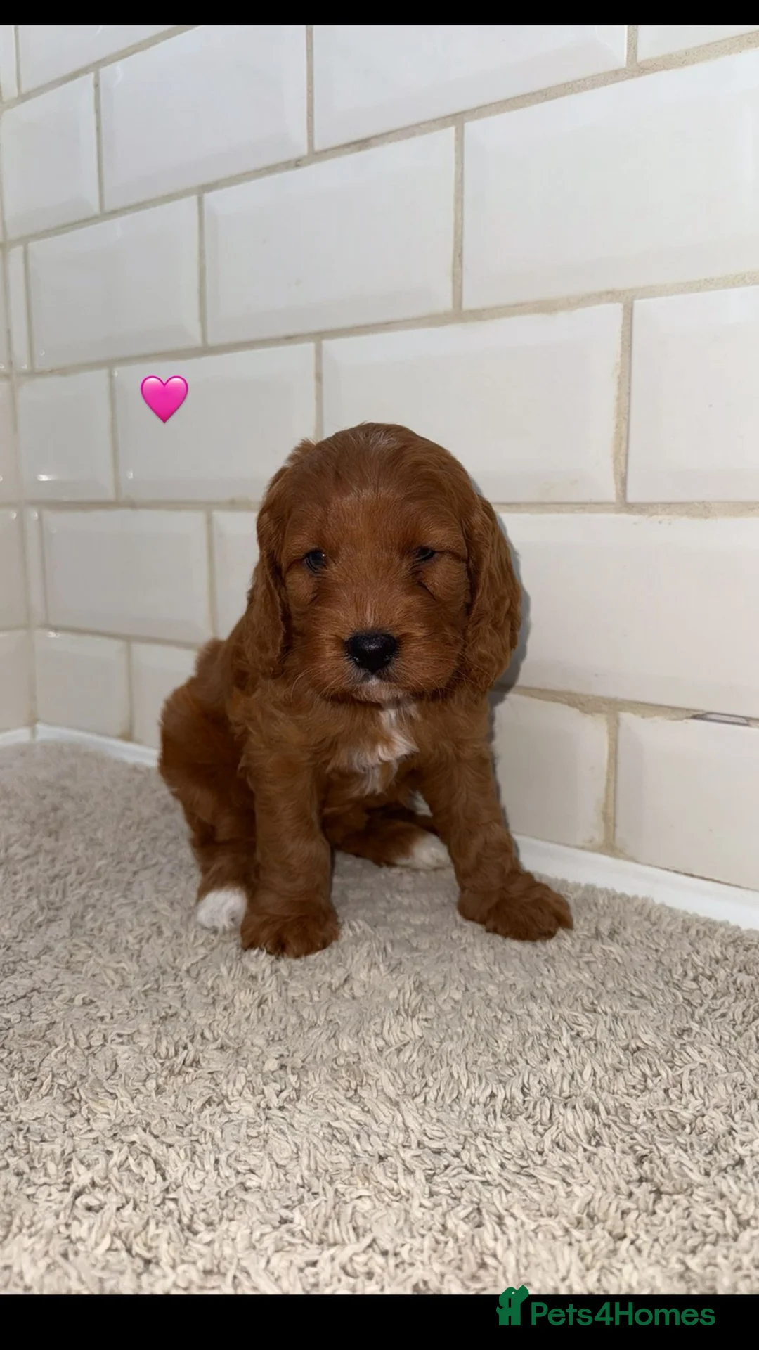 Cavapoo dogs for sale: Unusual colours merle cavapoos   - Advert 15