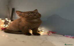 British Shorthair cats for sale: Gorgeous BSH Kittens – Cinnamon, Lilac & Black 🐾 - Advert 5