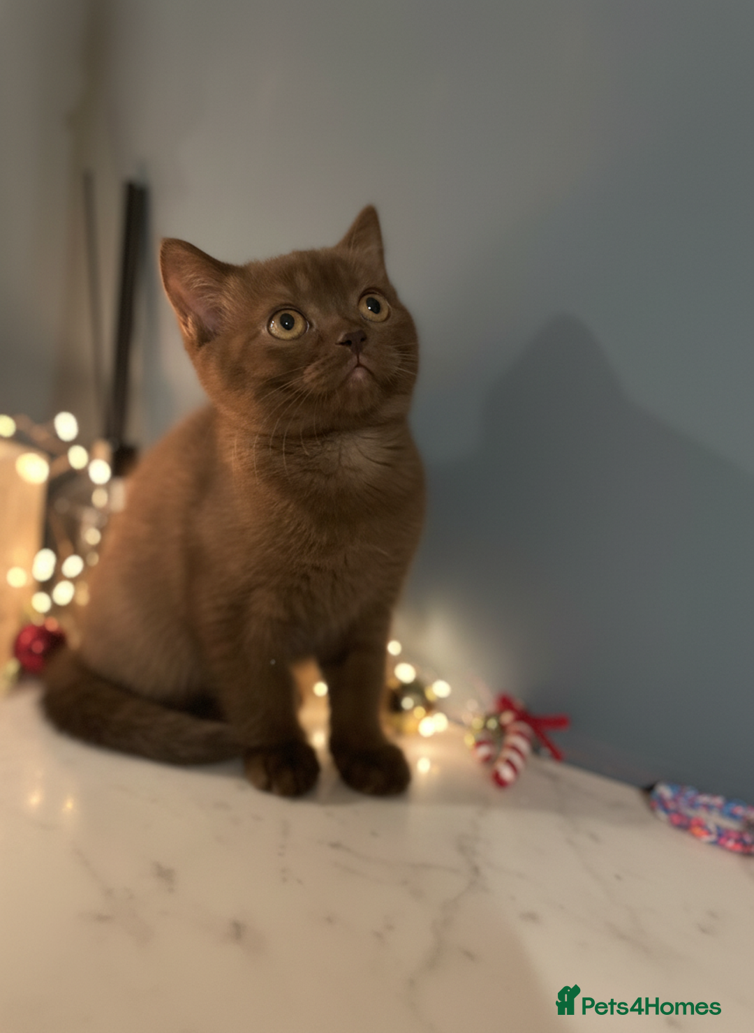 British Shorthair cats for sale: Gorgeous BSH Kittens – Cinnamon, Lilac & Black 🐾 - Advert 5