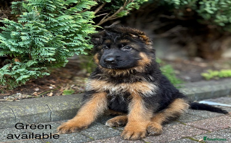 German Shepherd dogs - Advert 10