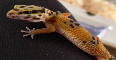 Gecko reptiles - Advert 11