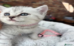 British Shorthair cats for sale: 💎Rare BSH Kittens💎Pedigree Champion Blood Line💎 - Image 7