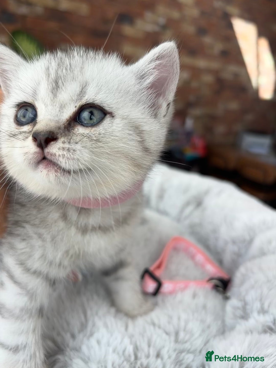 British Shorthair cats for sale: 💎Rare BSH Kittens💎Pedigree Champion Blood Line💎 - Image 7