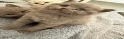 British Shorthair cats for sale: British shothair cute kittens  - Advert 16