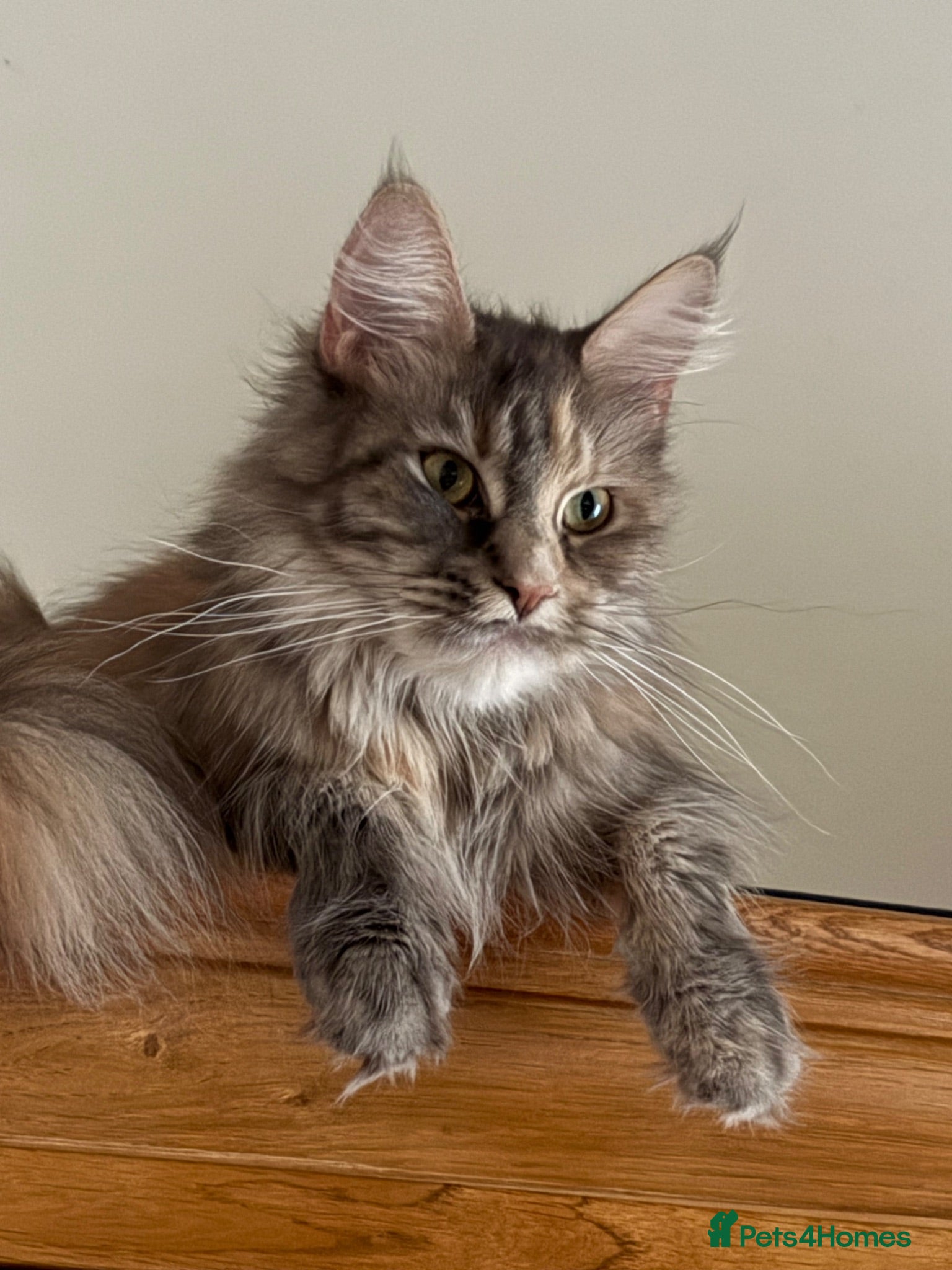 Maine Coon cats TICA registered Maine Coons  - Advert 1