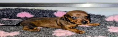 Dachshund 2