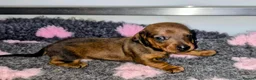 Dachshund dogs for sale: Standard smooth haired dachshunds in Huntingdon - Advert 5