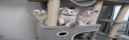 Ragdoll cats for sale: Champion European R-Bloodline Ragdoll Kittens - Advert 10