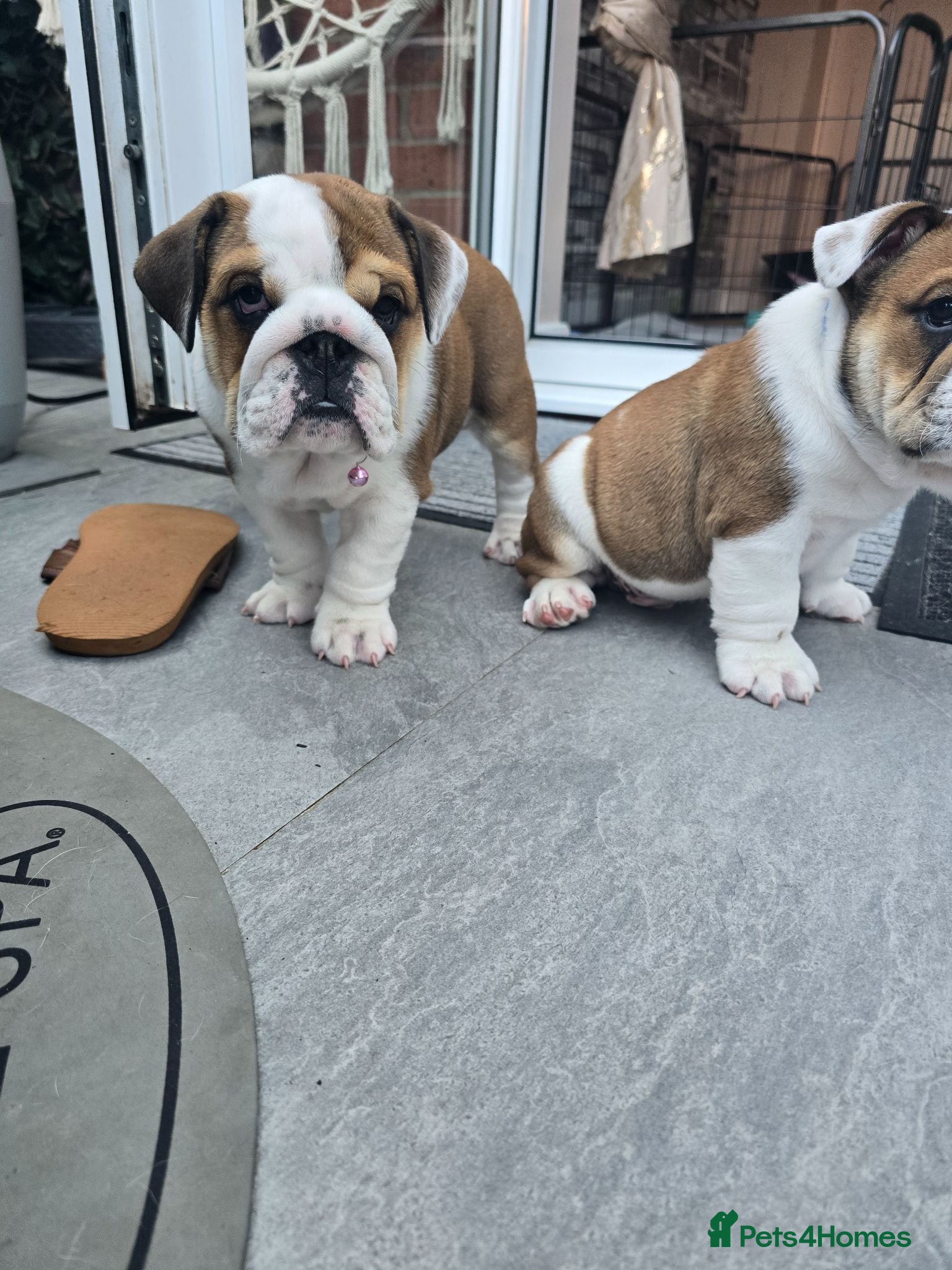 English Bulldog dogs 🐾 Last girl available  ready Thursday 🥰 - Advert 2