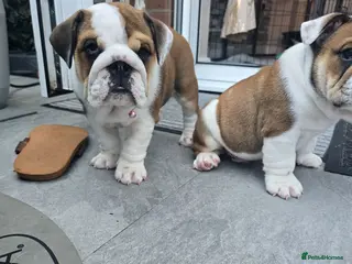 English Bulldog dogs 🐾 Last girl available ready Thursday 🥰 - Advert 2