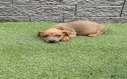Jack Russell dogs for sale: Really now - Image 4