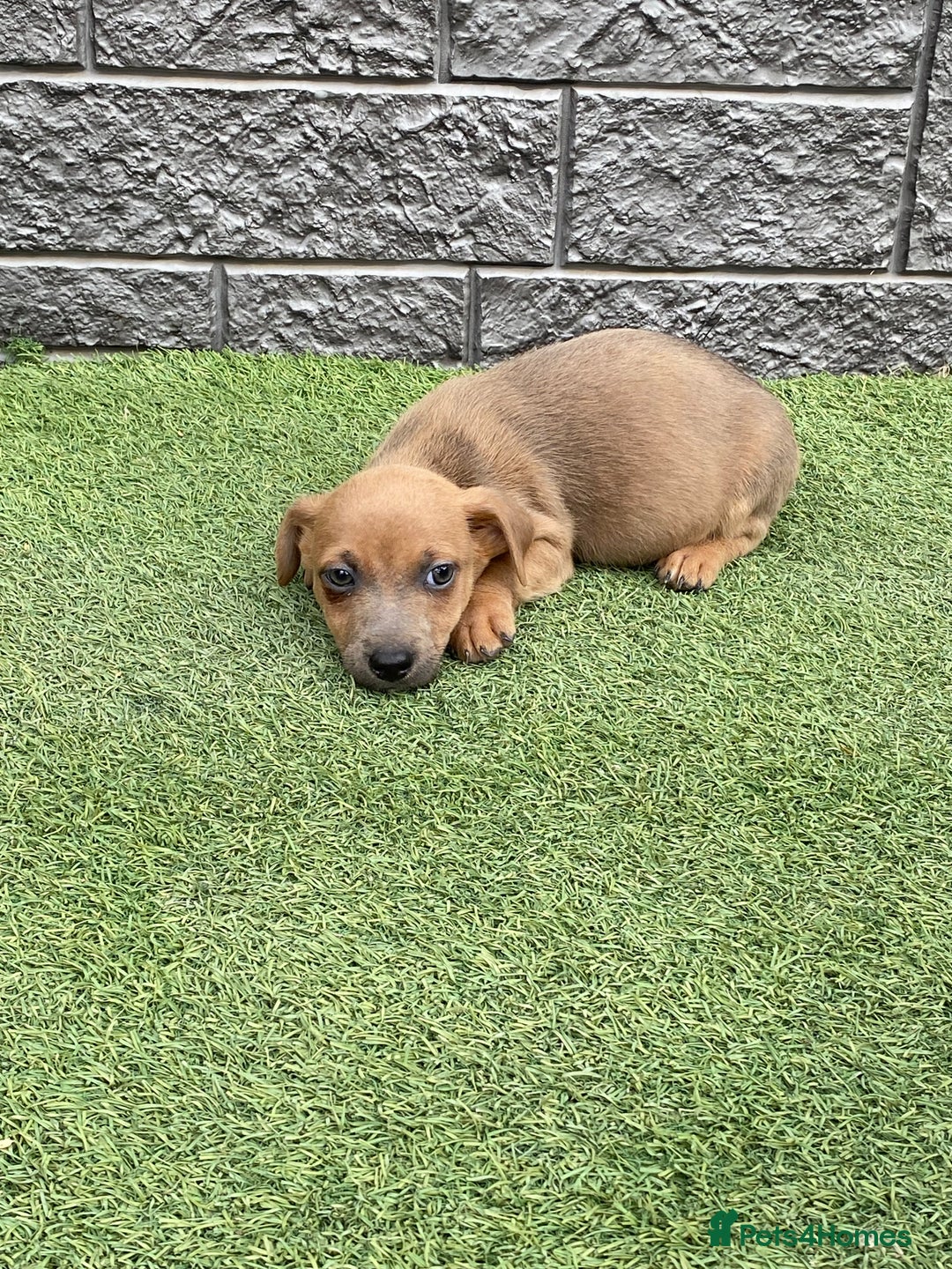 Jack Russell dogs for sale: Really now - Image 4