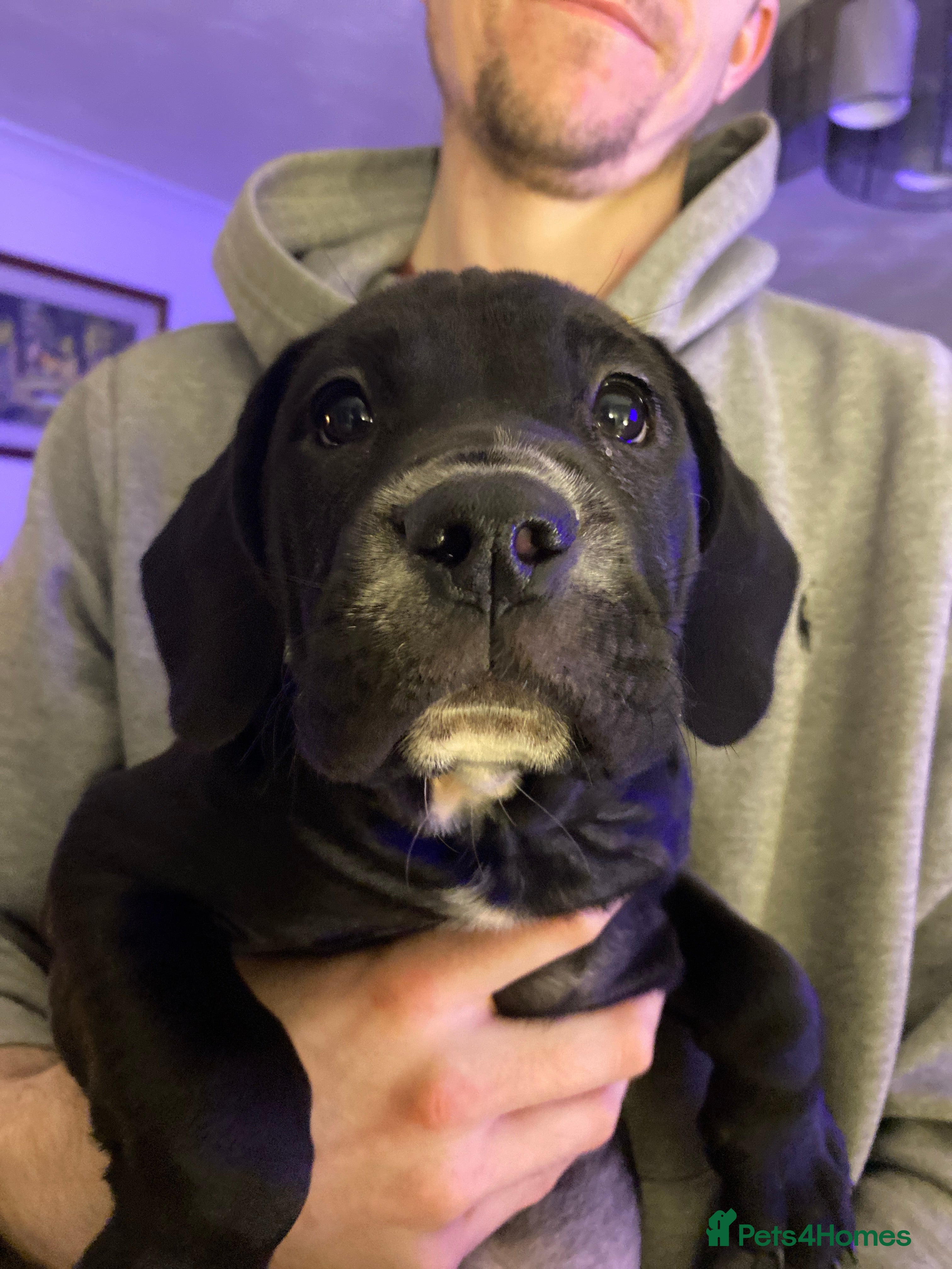 Mixed Breed dogs Female puppy - 10 weeks old  - Advert 2