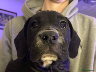 Mixed Breed dogs Female puppy - 10 weeks old - Advert 3