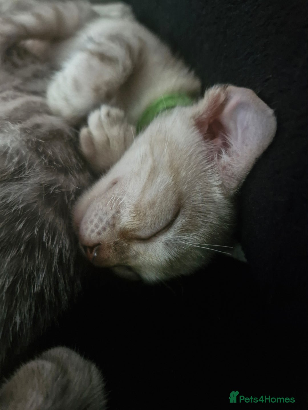 Bengal cats for sale: Rare Snow Genetic & Health Tested Bengal Kittens - Image 19