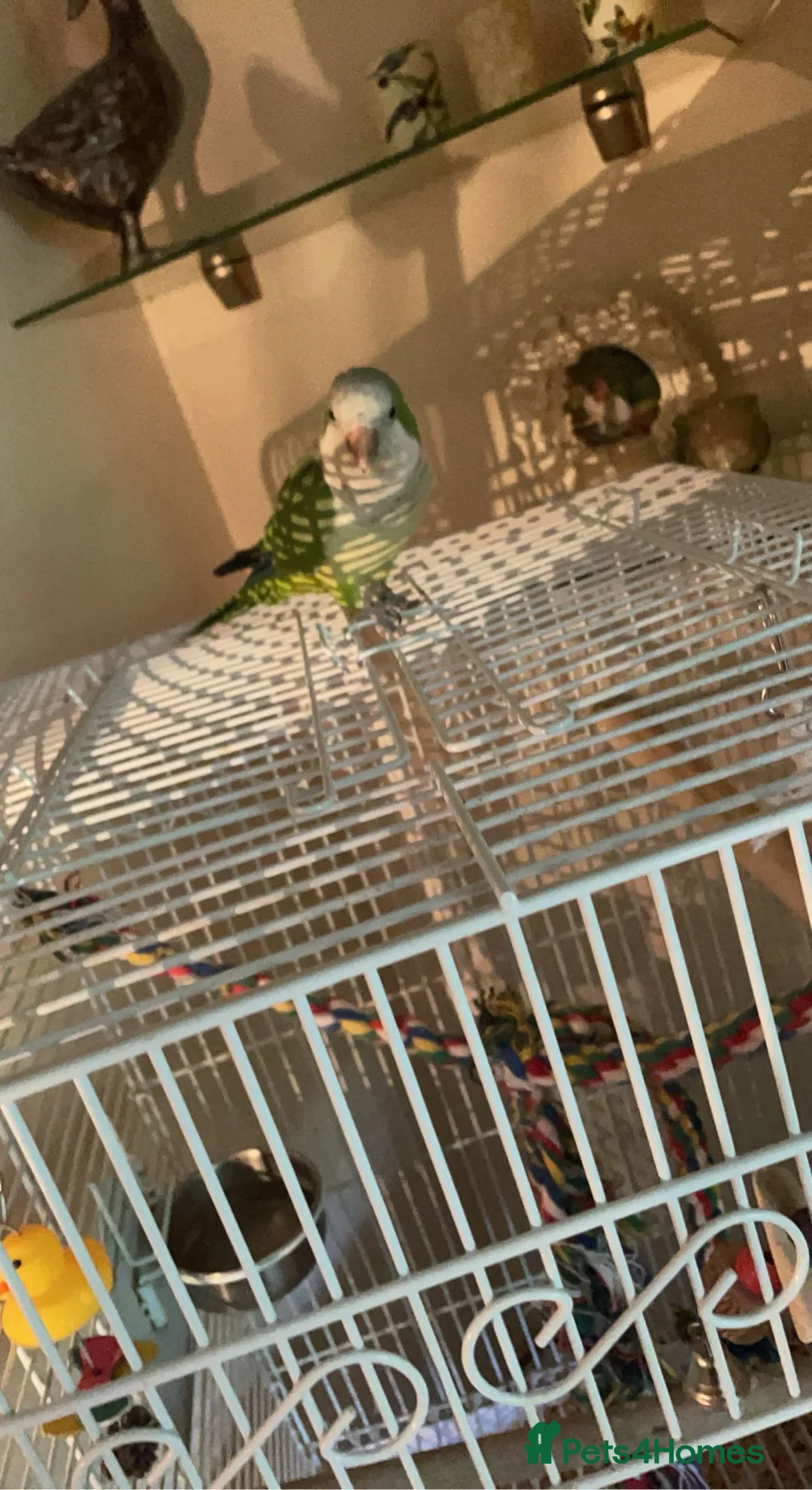 Parakeets birds for sale: Diego the monk parakeet  in Wolverhampton - Advert 2