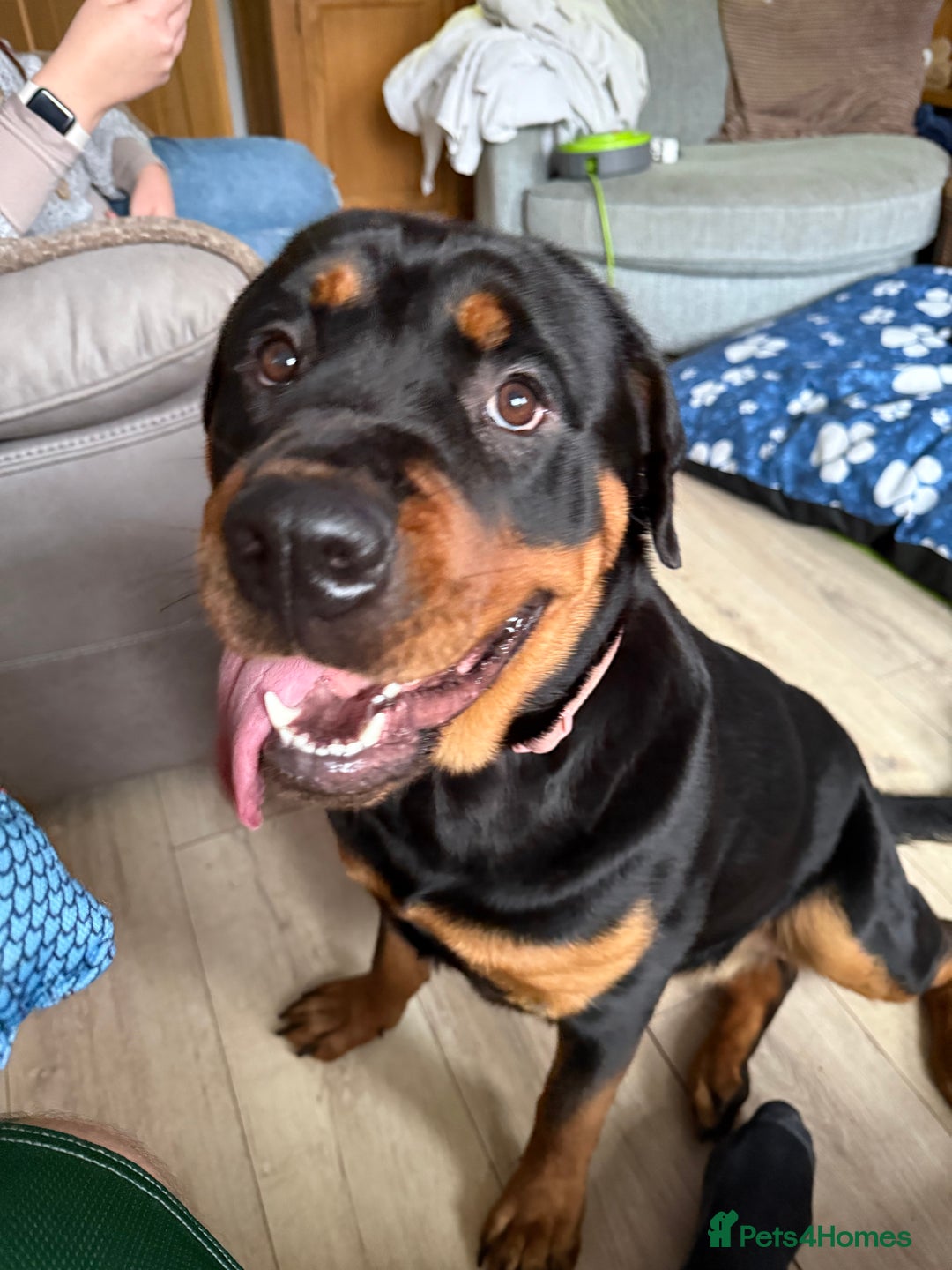 Rottweiler dogs for sale: 1 year old female Rottweiler for sale  - Advert 1