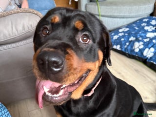 Rottweiler dogs for sale: 1 year old female Rottweiler for sale - Advert 1