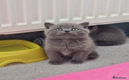 British Shorthair cats for sale: GCCF BRITISH SHORTHAIR KITTENS - Image 4