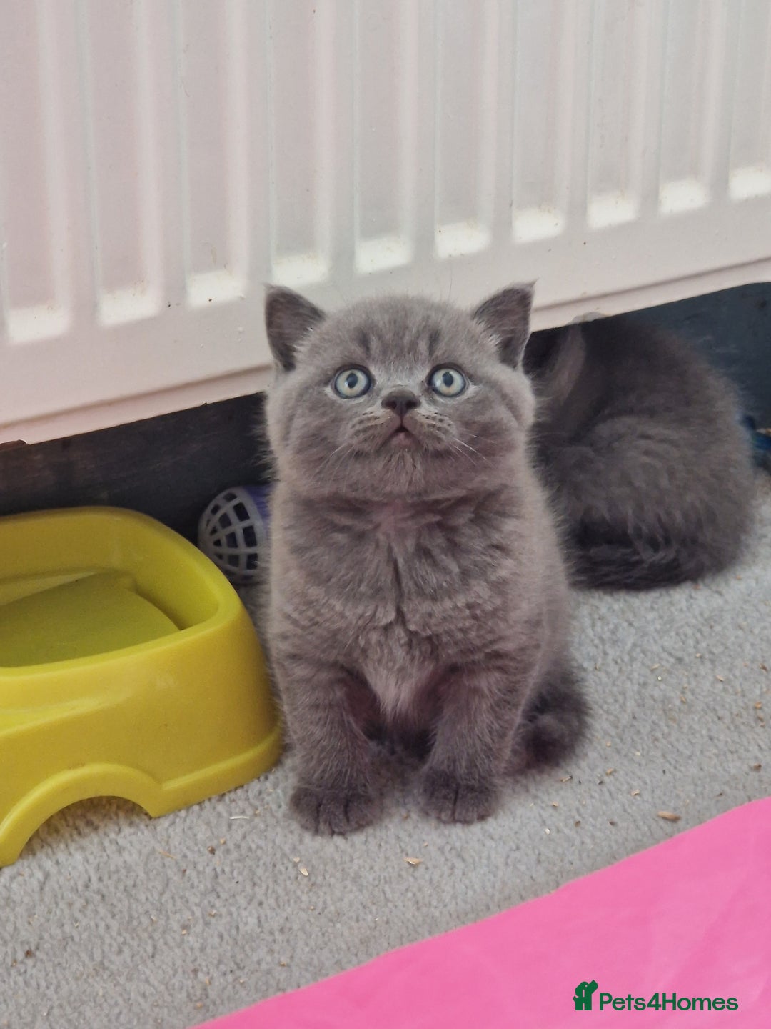 British Shorthair cats for sale: GCCF BRITISH SHORTHAIR KITTENS - Image 4