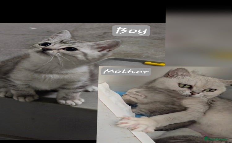 British Shorthair cats - Advert 1