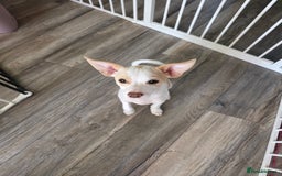 Mixed Breed dogs for sale: Chihuahua cross pomeranian girls to rehome - Image 2