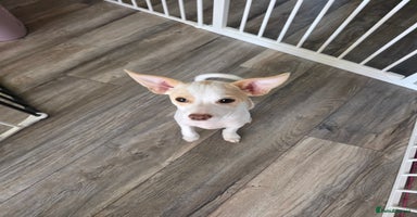 Mixed Breed dogs - Advert 14