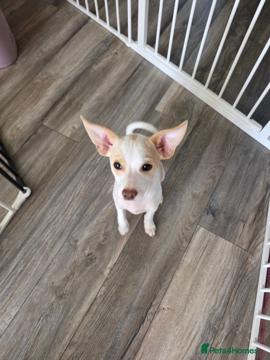 Mixed Breed dogs for sale: Chihuahua cross pomeranian girls to rehome - Image 2