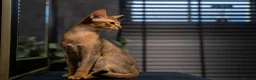Abyssinian cats for sale: Majestic Abyssinian Boy-READY NOW-Champion Line - Advert 4