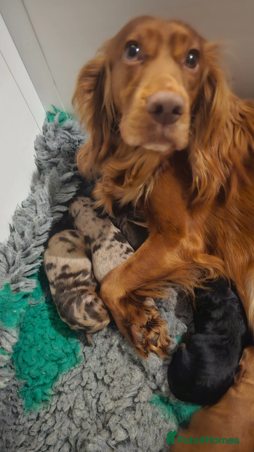 Cockapoo dogs for sale: F1 stunning cockapoos - Advert 12