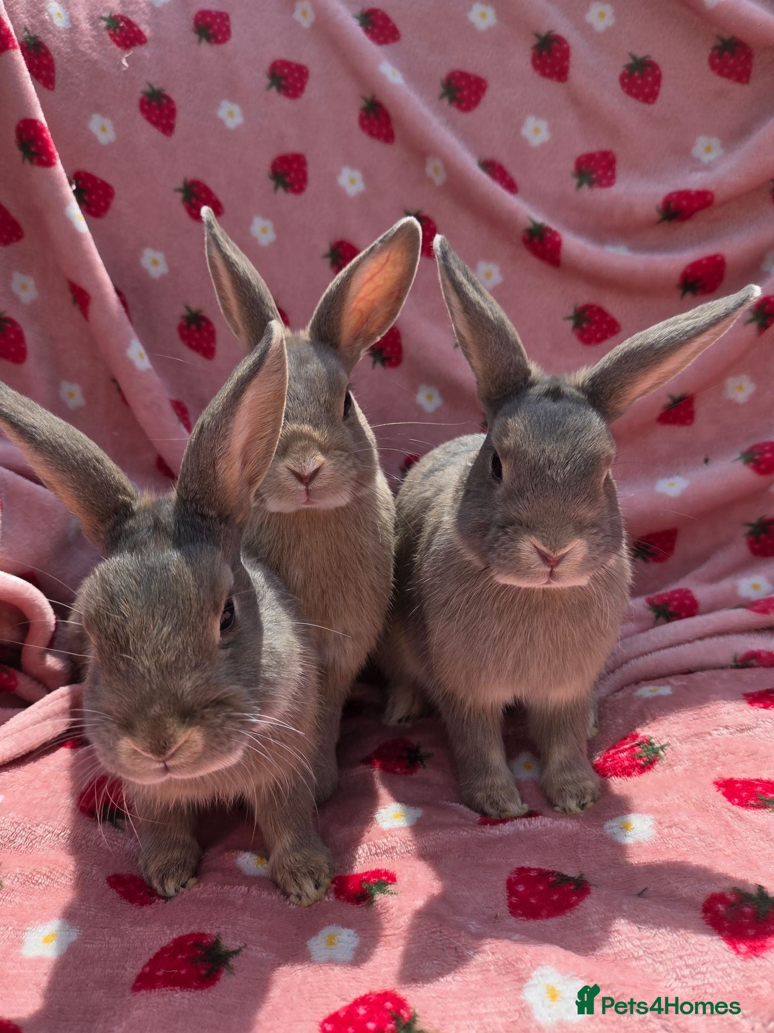 Mixed Breed reptiles very tame Blue fawn plush mini lop bunnies 4 left - Advert 1