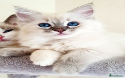 Ragdoll cats for sale: Stunning Adult Ragdoll and Kittens available!  - Image 34