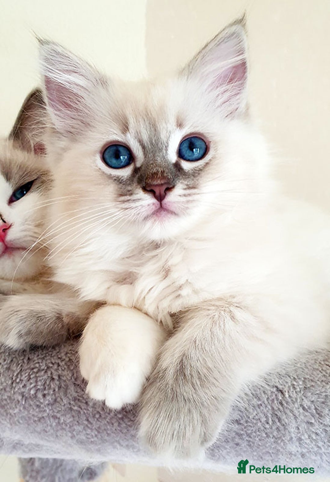 Ragdoll cats for sale: Stunning Adult Ragdoll and Kittens available!  - Image 34