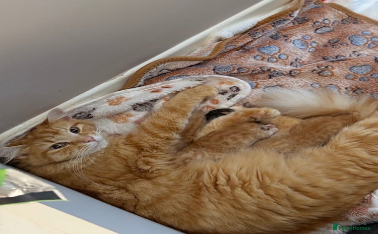 Domestic Shorthair cats - Advert 15
