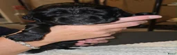 Cocker Spaniel dogs for sale: BEAUTIFUL COCKER SPANIEL PUPS - Advert 26