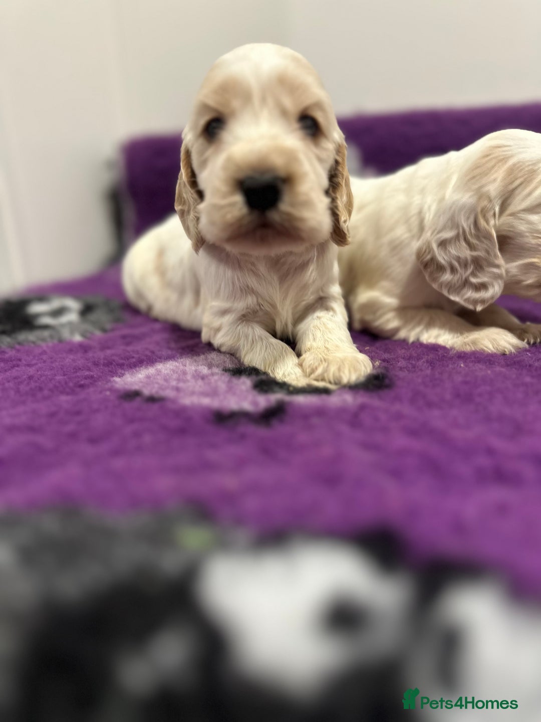 Cocker Spaniel dogs for sale: 4 Show Type Cocker Spaniel Puppy’s 🐶 - Advert 11