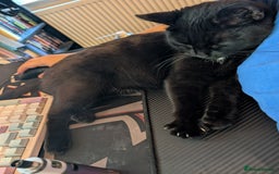 Mixed Breed cats for sale: Sweet girl needs rehoming - Image 4